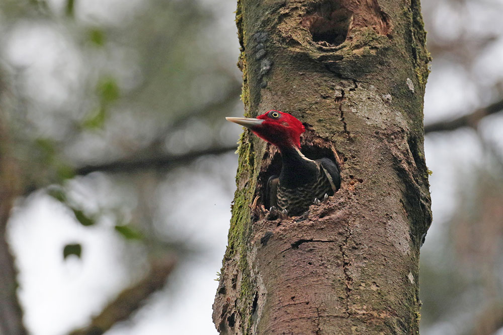 Pale-billed Woodpecker